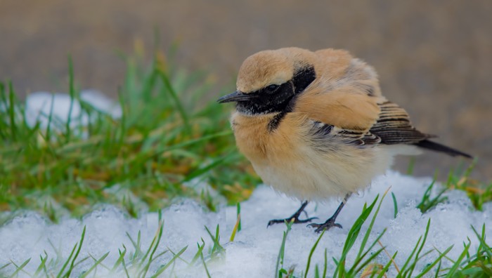 Desert Wheatear