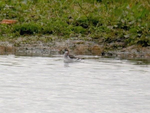 Red-necked Phalarope