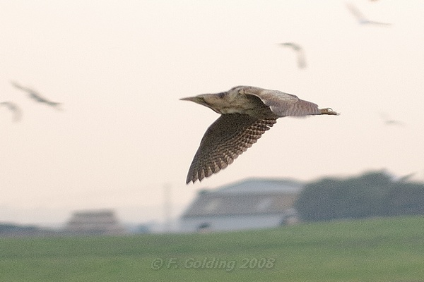 Bittern
