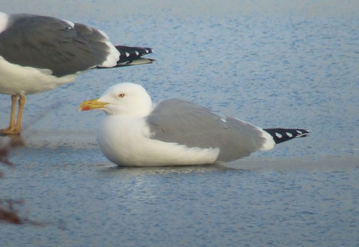Yellow-legged Gull