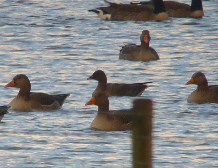 Pink-footed Goose
