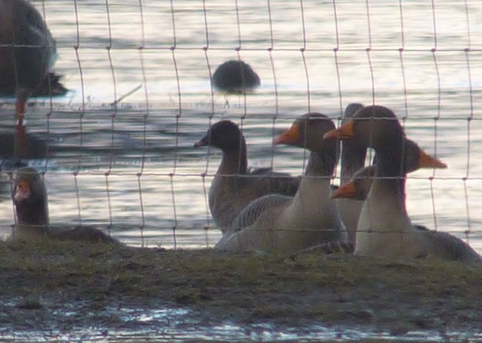 Pink-footed Goose
