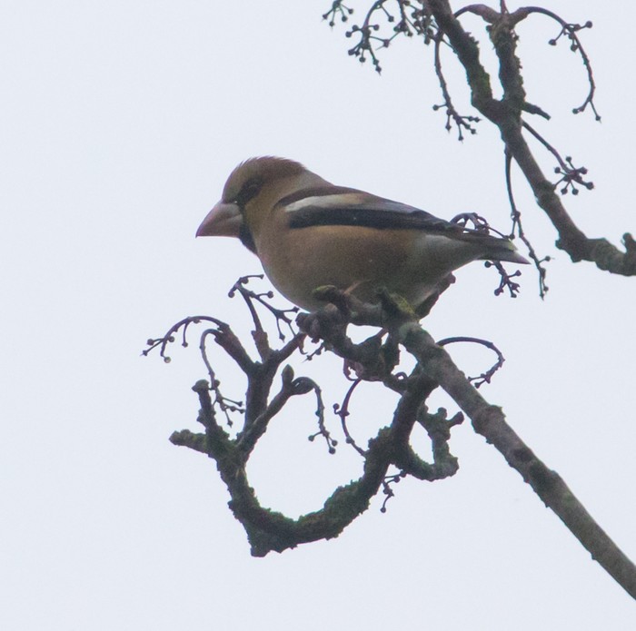 Hawfinch