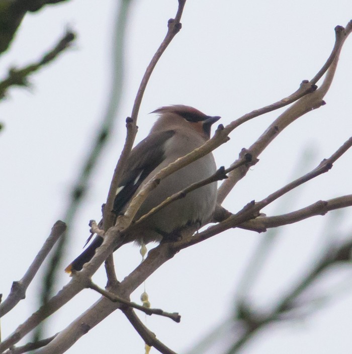 Waxwing