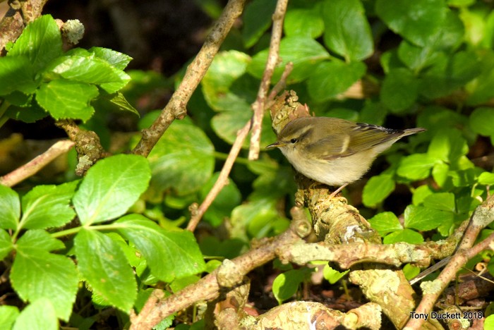 Hume's Warbler