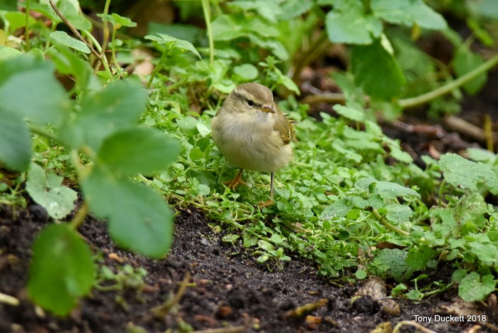 Hume's Warbler