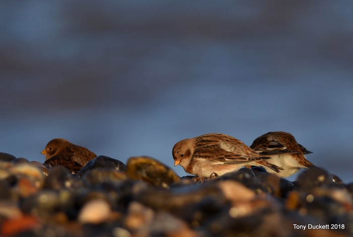 Snow Bunting