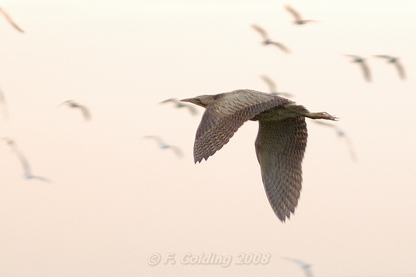 Bittern