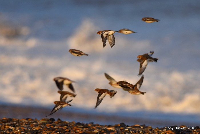 Snow Bunting