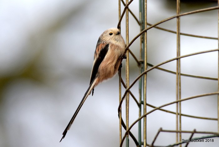 Long-tailed Tit