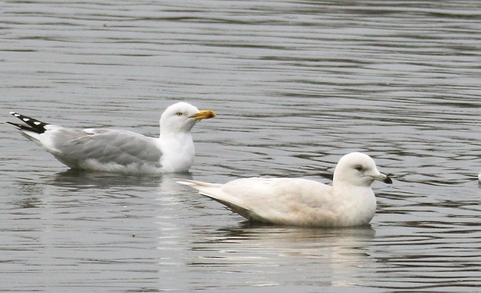 Iceland Gull