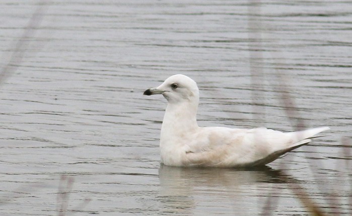 Iceland Gull