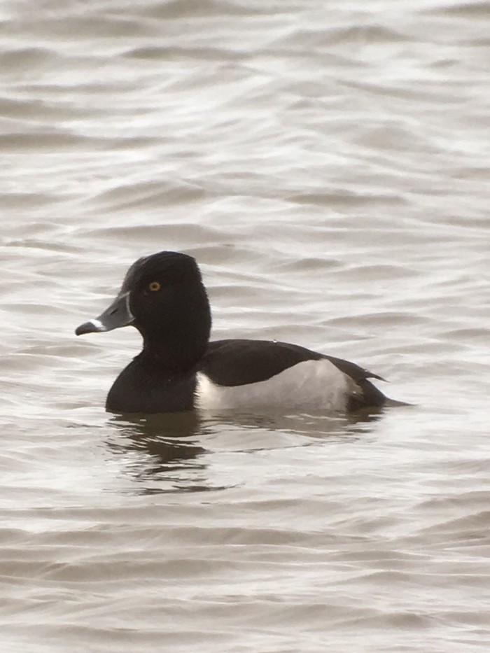 Ring-necked Duck