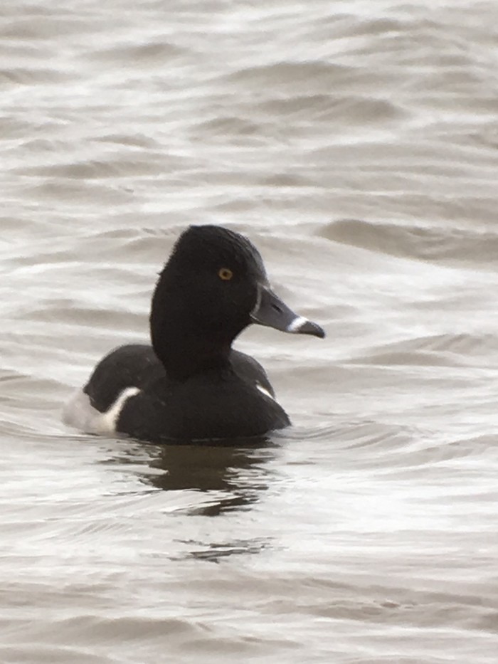 Ring-necked Duck