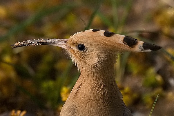 Hoopoe