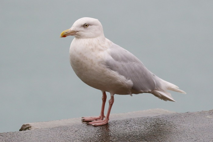 Glaucous Gull