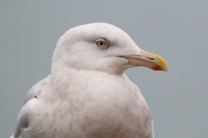 Glaucous Gull