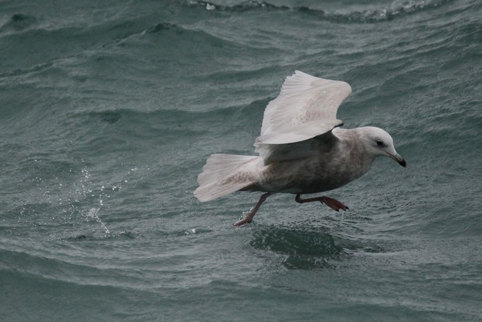 Iceland Gull