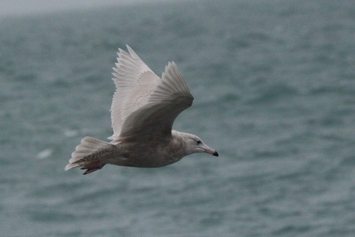 Glaucous Gull