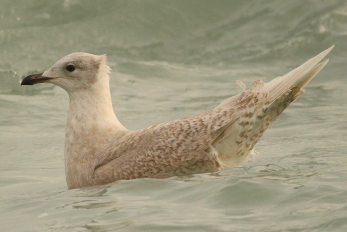 Iceland Gull
