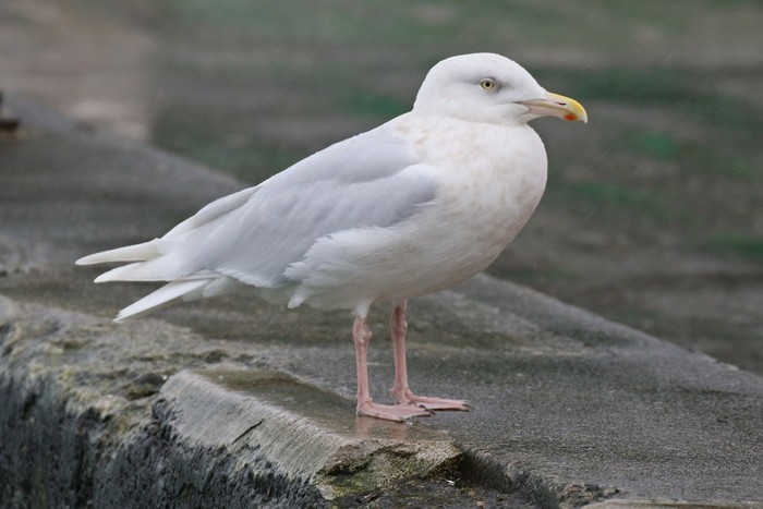 Glaucous Gull
