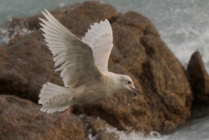 Iceland Gull