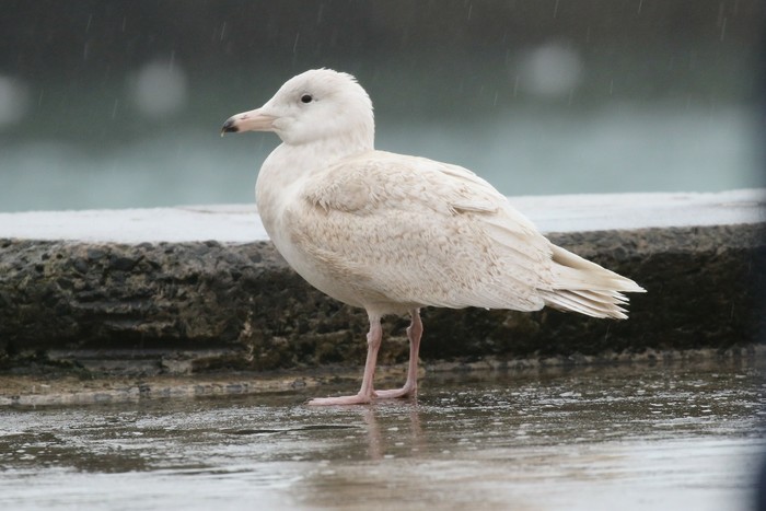 Glaucous Gull