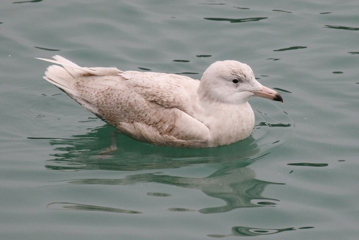 Glaucous Gull