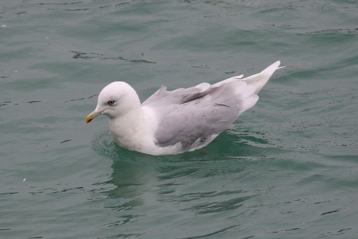 Kumlien's Gull