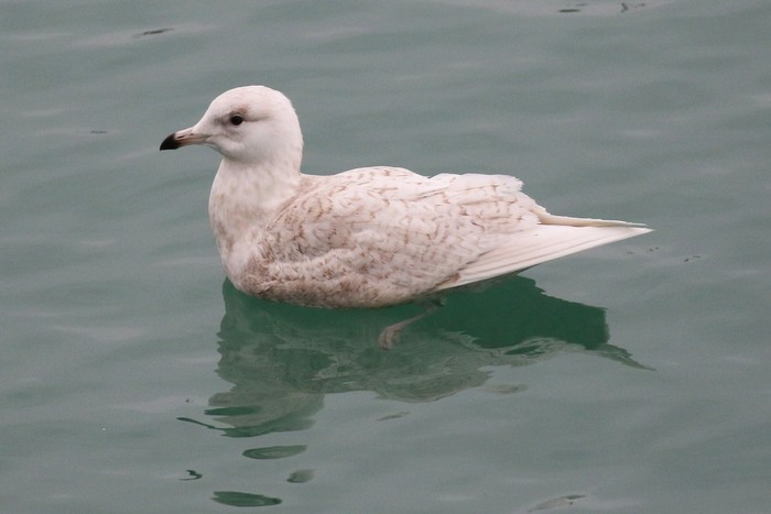 Iceland Gull