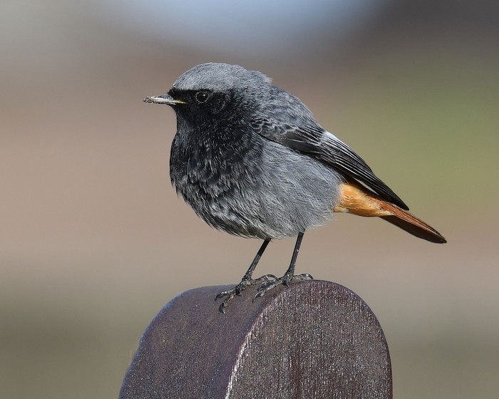 Black Redstart