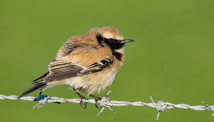 Desert Wheatear