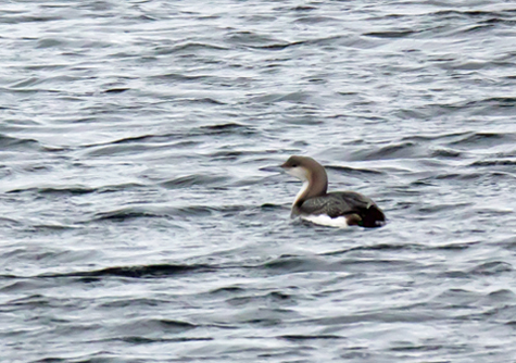 Black-throated Diver