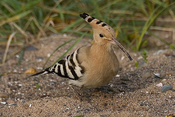 Hoopoe