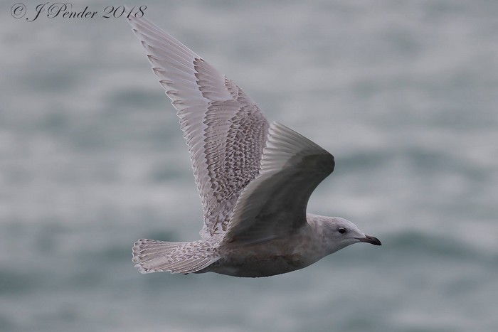 Iceland Gull