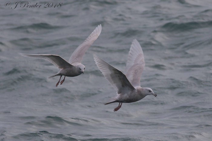 Iceland Gull