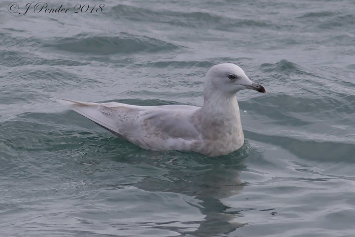 Iceland Gull