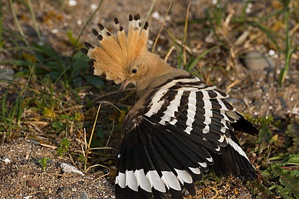 Hoopoe
