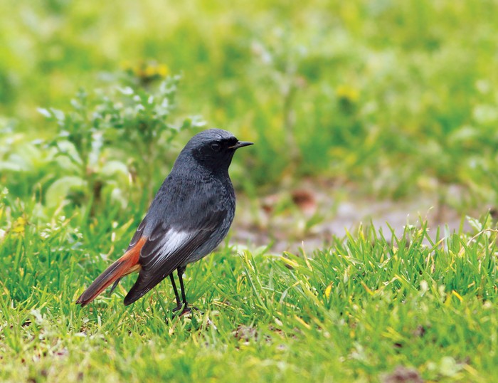 Black Redstart