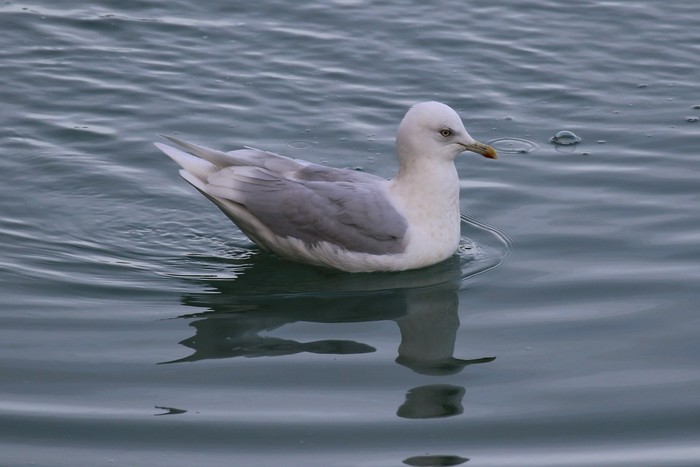 Kumlien's Gull