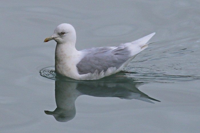Kumlien's Gull