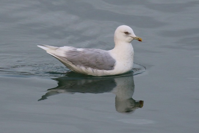 Kumlien's Gull