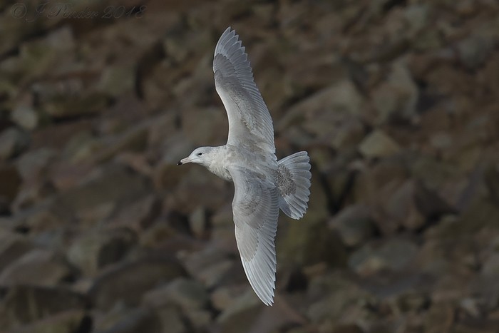 Glaucous Gull