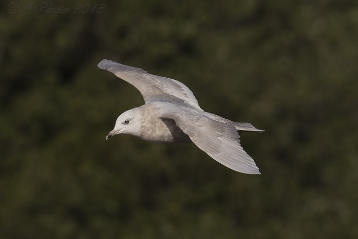 Iceland Gull