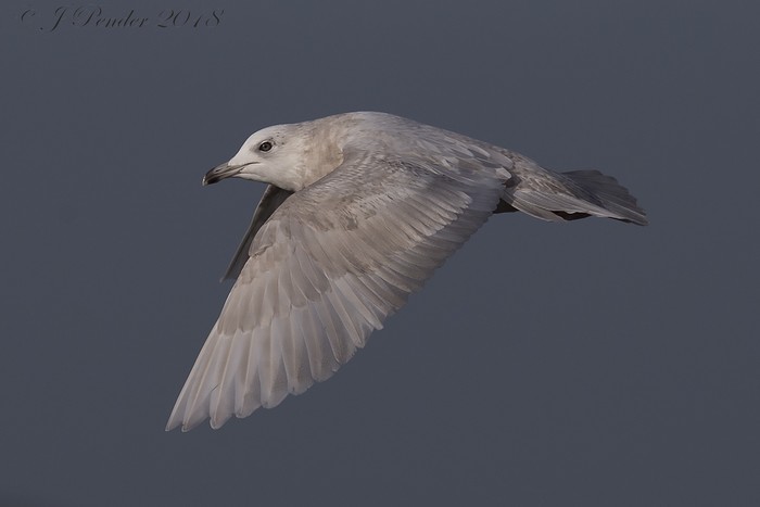 Iceland Gull