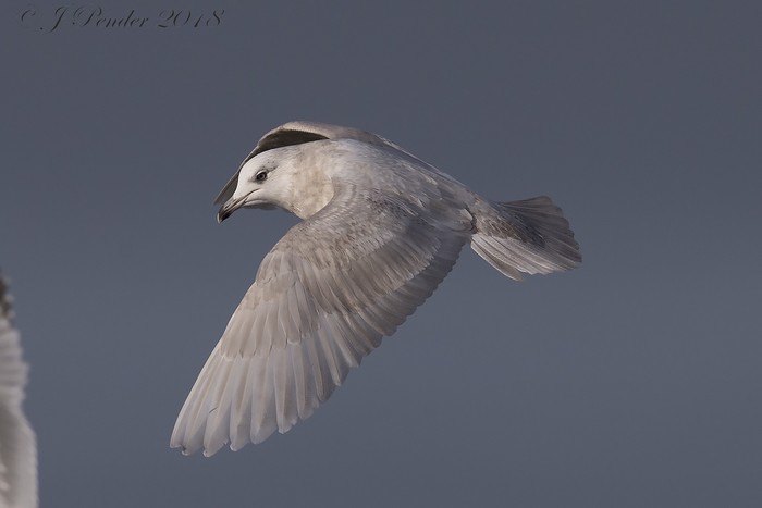 Iceland Gull