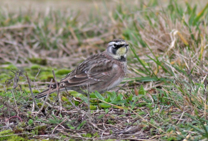 Horned Lark