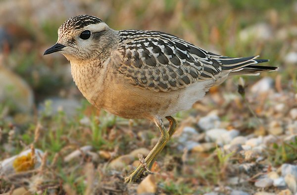Dotterel