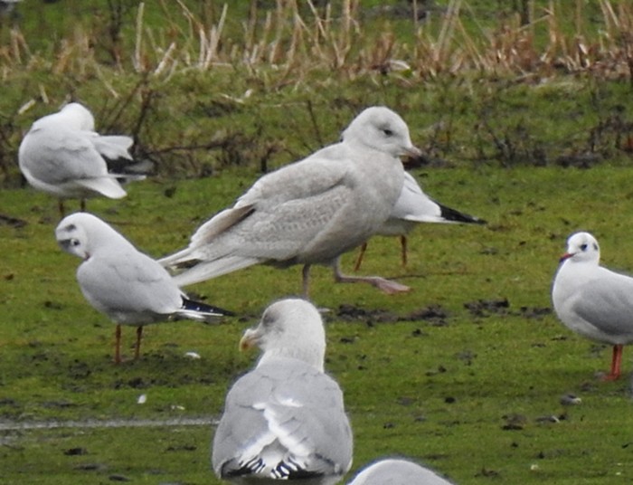 Iceland Gull