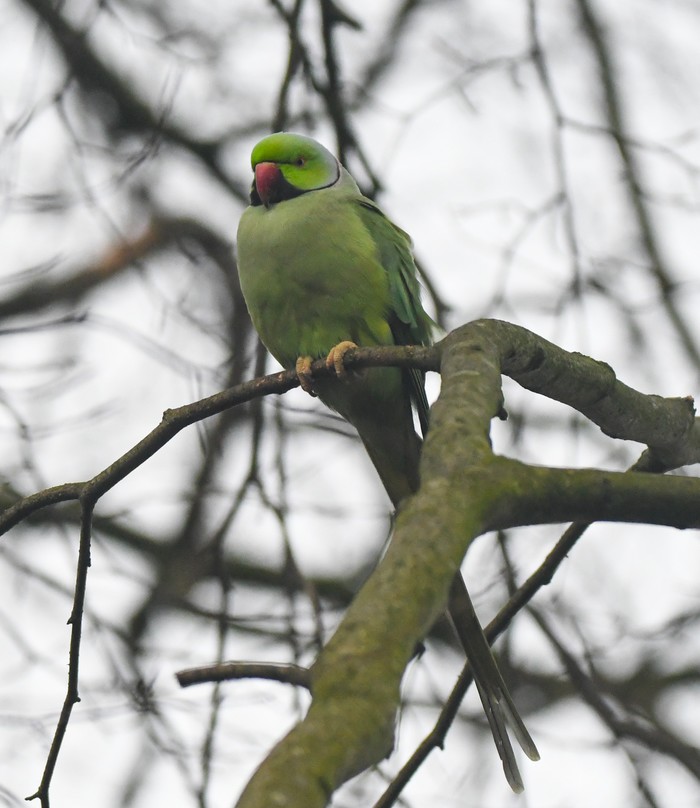 Ring-necked Parakeet